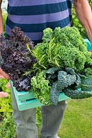 Man holding crate of Brassica oleracea, Kale 'Westland Winter', Kale 'Scarlet', Kale 'Nero di Toscana' and rosemary 