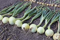 Onion 'Sturon'