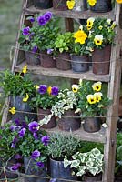 Pots on wooden ladder used as staging -  'George's Marvellous Medicine' - RHS Malvern Spring Gardening Show 2012
