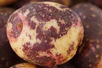 Solanum tuberosum - Potato 'Mr Little's Yetholm Gypsy'. Described as the only potato to show red white and blue colour on the skin
