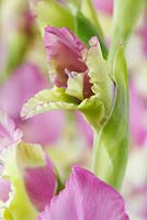 Gladiolus  'Flevo Bambino' - Unopened flower