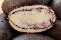 Solanum tuberosum - Potato 'Shetland Black' 
