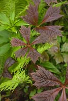 Fern and young leaves of Rodgersia podophylla