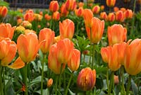 Tulipa 'Orange Emperor', Tulipa 'Apeldoorn Elite'