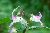 Impatiens glandulifera -  Himalayan Balsam - flowers and seed pods