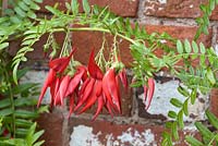 Clianthus puniceus - Lobster Claw, Parrots Bill