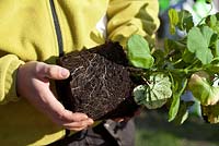 Potting on Pelargonium - Carefully placing Pelargonium in pot without damaging root system