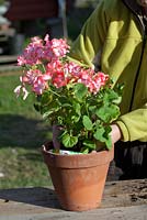 Potting on Pelargonium -  Fill up with compost and make sure the plastic lining is not showing