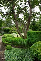 Terracotta brick path through border of Malus - Apple and Prunus cerasifera trees, Buxus and Taxus topiary, and hedges   Ferns and Acaena - Ulla Molin