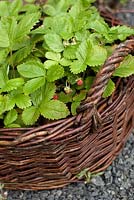 Fragaria - wild Strawberries in wicker basket - Ulla Molin