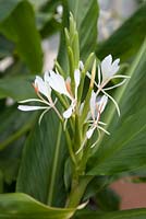 Hedychium coronarium - White Ginger Lily
 