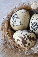Quail eggs in a nest on a wooden surface