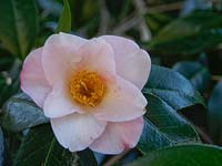 Camellia x williamsii 'Elizabeth de Rothschild'