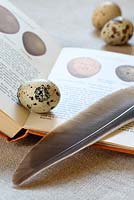 An Observer's Book of Birds Eggs, quail eggs and a feather on linen