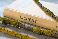 An Observer's Book of Lichens and twigs with lichen on linen