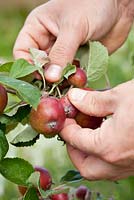 Thinning out developing fruits on apple tree to allow others to grow bigger