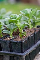 Broad beans in plug trays 