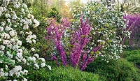 Viburnum carlesii with Cercis chinensis 'Don Egolf' -   Chanticleer Garden, PA, USA