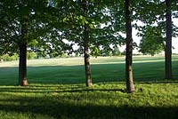 Stand of Acers - Maple trees and field of pasture