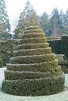 Taxus baccata - Yew topiary with frost - Longwood Gardens, Pennsylvania USA 
