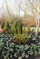 Cornus stolonifera 'Flaviramea' - Green-barked Dogwood, Galanthus nivalis 'Flore Pleno' and Arum - Sir Harold Hillier Gardens
