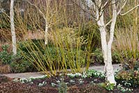 Cornus stolonifera 'Flaviramea', Galanthus nivalis 'Flore Pleno' and Betula utilis - Sir Harold Hillier Gardens