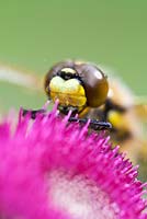 Libellula quadrimaculata - Four-spotted Chaser Dragonfly on Ornamental Thistle Flower