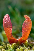Acer pseudoplatanus atropurpureum - Winged Seeds