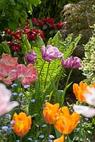 Spring border with Tulipa 'Peach Blossom', 'Princess Irene' and 'Blue Parrot' and Matteuccia struthiopteris