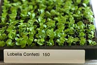 Lobelia 'Confetti' plug plants