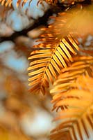 Metasequoia glyptostroboides - Dawn Redwood, autumn foliage