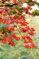 Acer japonicum 'Aconitifolium' - autumn