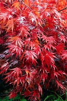 Acer palmatum 'Chitoseyama' - autumn