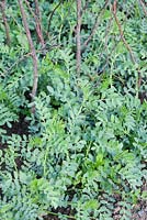 Cicer arietinum - Chickpea plants