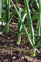 Allum cepa - Onion 'Setton' growing in rows