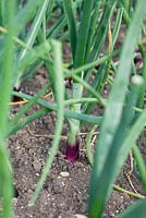 Allum cepa - Onion 'Red Baron' growing in rows