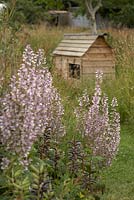 Salvia turkestanica with rabbit hutch in background - Worton Organic Garden Farm