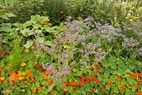 Nasturtium, borage, Achillea filipendulina and Inula helenium - Worton Organic Garden Farm