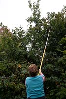 Picking apples with long handled picker