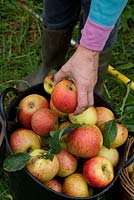 Picking apples with long handled picker