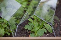 Mixed spicy salad leaves growing under perspex cloches