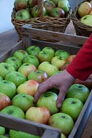 Sorting Apples - removing rotters