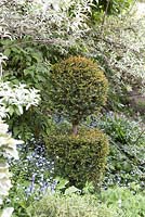 Taxus - Yew topiary with Myosotis - Forget-me-nots and Bluebells - Southwood Lodge