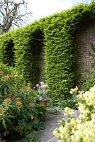 Tulipa 'Chinatown' - Tulip with variegated foliage. Carpinus - Hornbeam hedge clipped into arches by wall with Euphorbia mellifera - Southwood Lodge