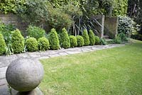 Town garden with Buxus - Box topiary balls and cones.  Plants include Paeonia 'Delavayi' - Tree Peony, Clematis armandii, Alliums, Aconitum and Phormium.  A large stone ball sits on path by lawn - Southwood Lodge