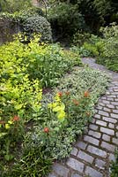 Smyrnium perfoliatum, Euphorbia 'Fireglow', Epimedium, Euonymus fortunei and Alliums about to flower, bordering old stone path - Southwood Lodge
 
