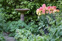 Tulipa 'Antoinette' next to stone birdbath with Fagus - Beech hedge in background - Southwood Lodge
