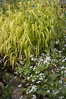 Milium effusum 'Aureum'  - Bowles' golden grass with Claytonia sibirica albiflora - Southwood Lodge 
 