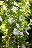 Rubus 'Benenden' - Tridel Berry