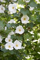 Rubus 'Benenden' - Tridel berry 'Benenden'